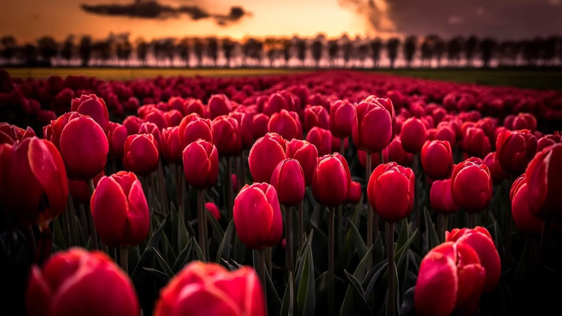 Cánh đồng hoa tulip đỏ dưới ánh hoàng hôn