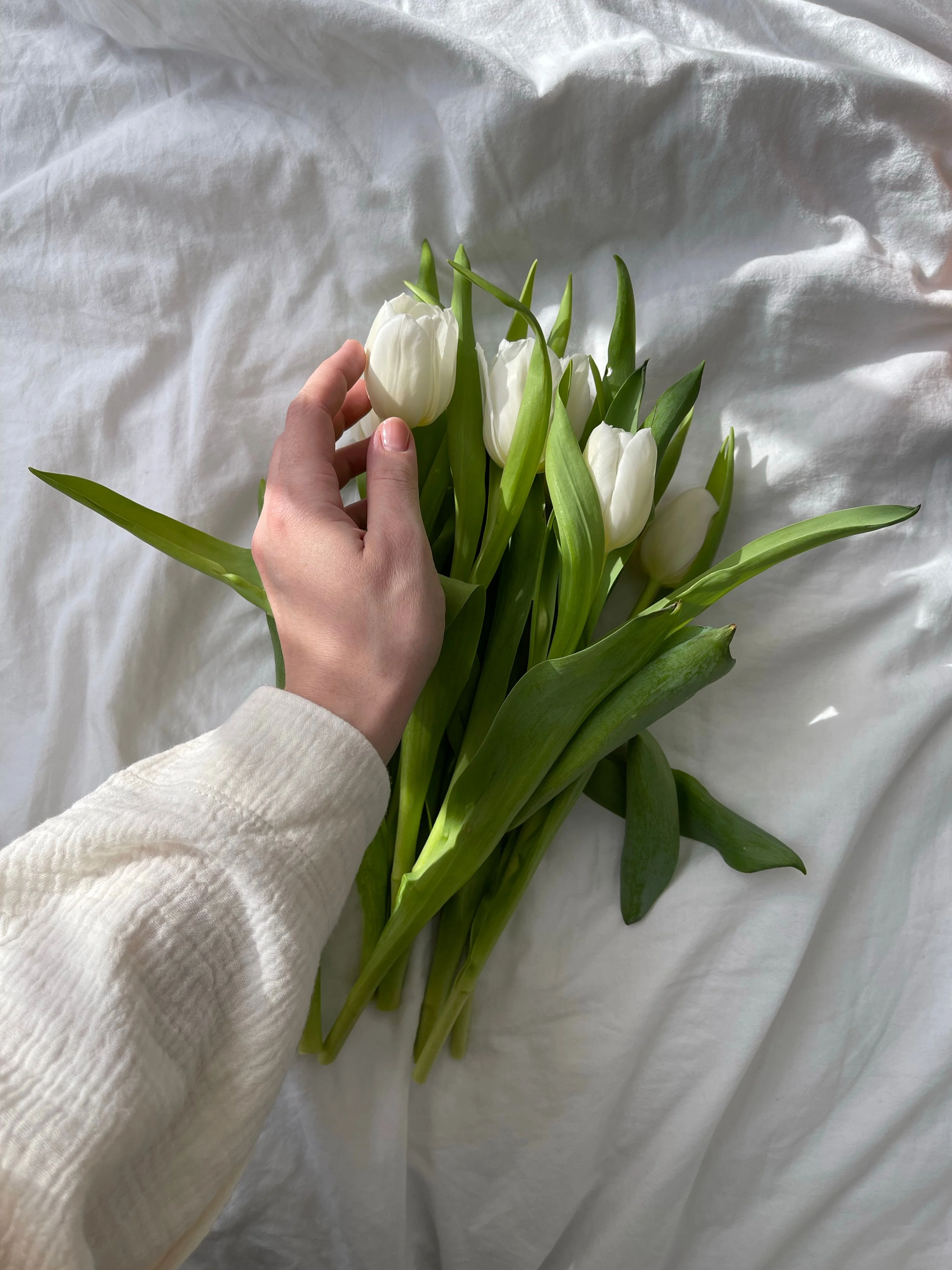 Bàn tay cầm bó hoa tulip trắng và hồng trên nền vải trắng