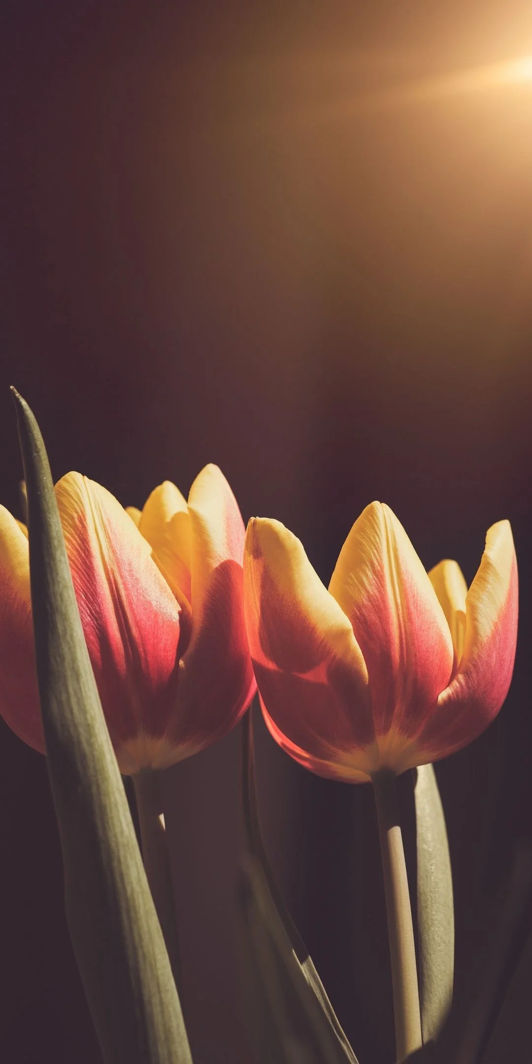 Những bông hoa tulip nhiều màu nở dưới ánh nắng ấm áp
