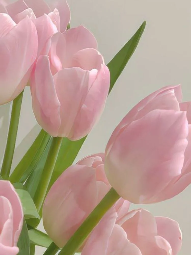 Cận cảnh những bông tulip hồng thanh nhã với thân và lá xanh