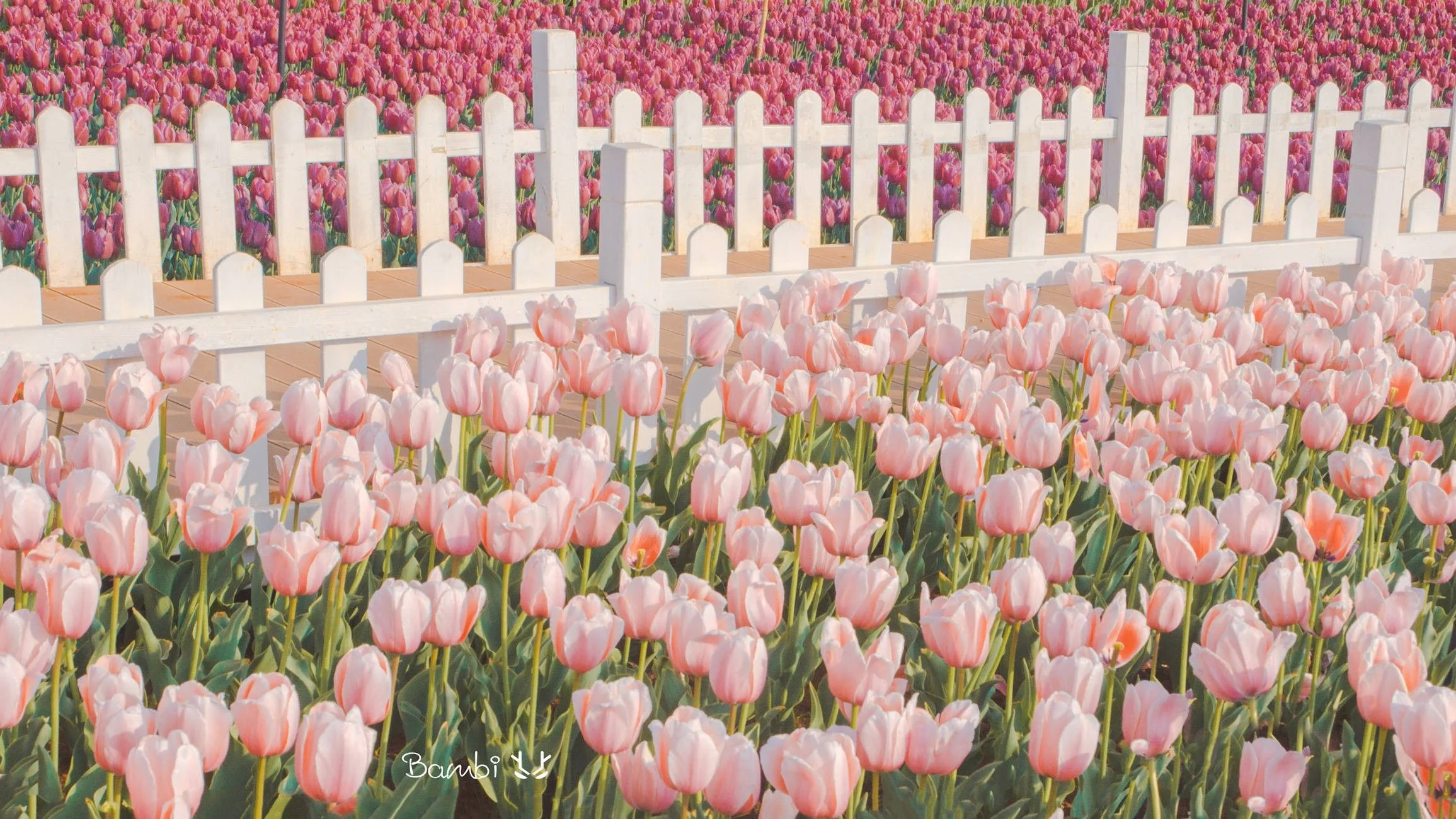 Vườn hoa tulip hồng nở rộ bên hàng rào trắng