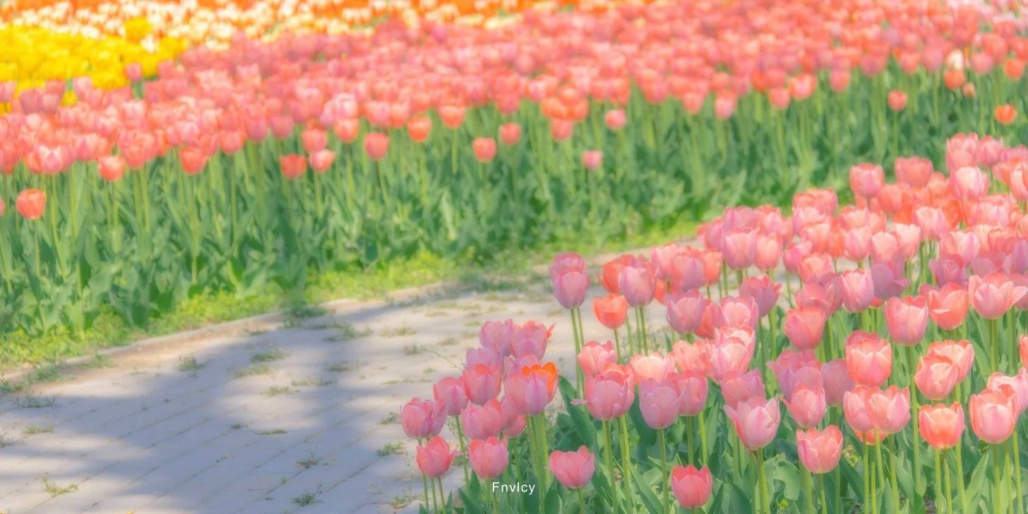 Con đường uốn lượn giữa cánh đồng hoa tulip hồng rực rỡ