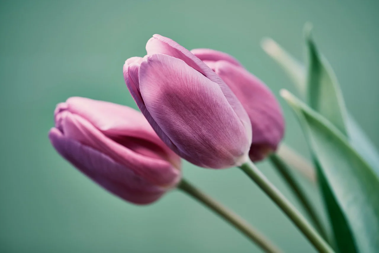 Hoa Tulip Hồng Tự Nhiên Nở - Ảnh miễn phí trên Pixabay