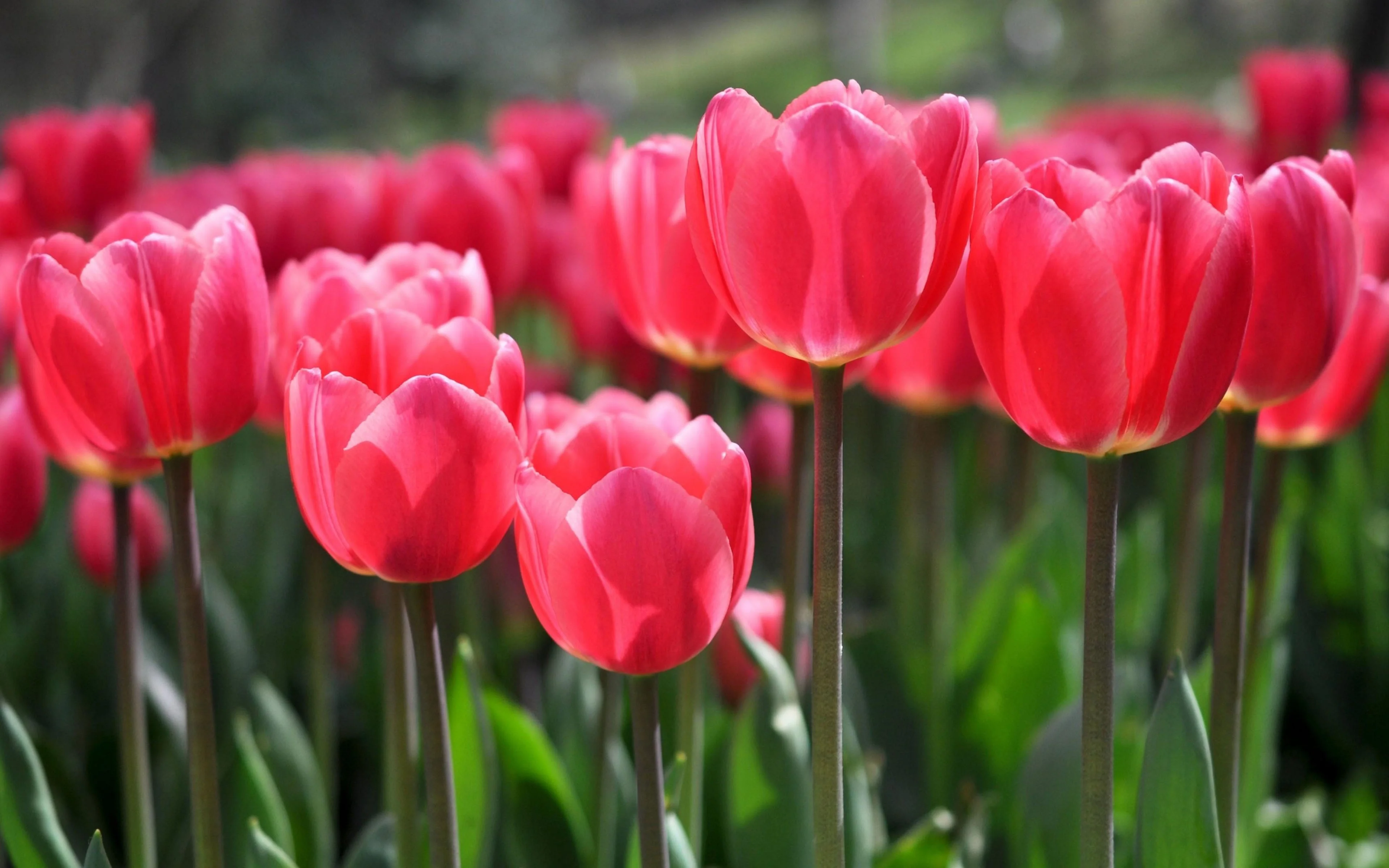 Cận cảnh những bông hoa tulip đỏ hồng nở rộ trong vườn