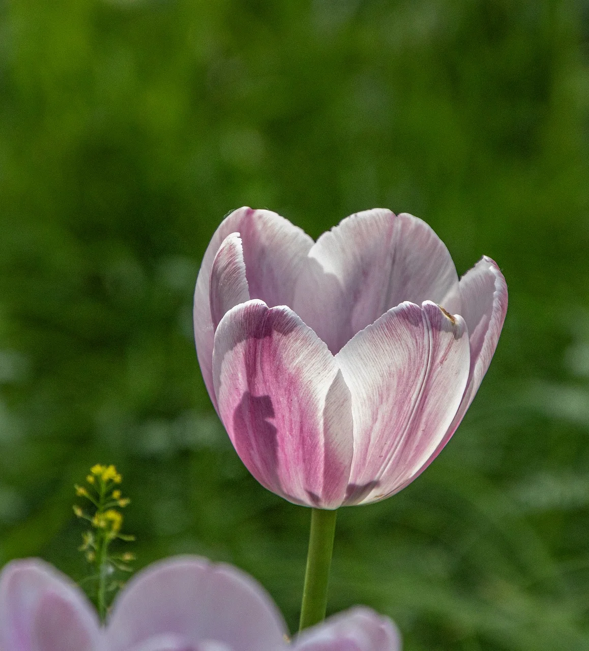 Hoa Tulip Hồng - Ảnh miễn phí trên Pixabay