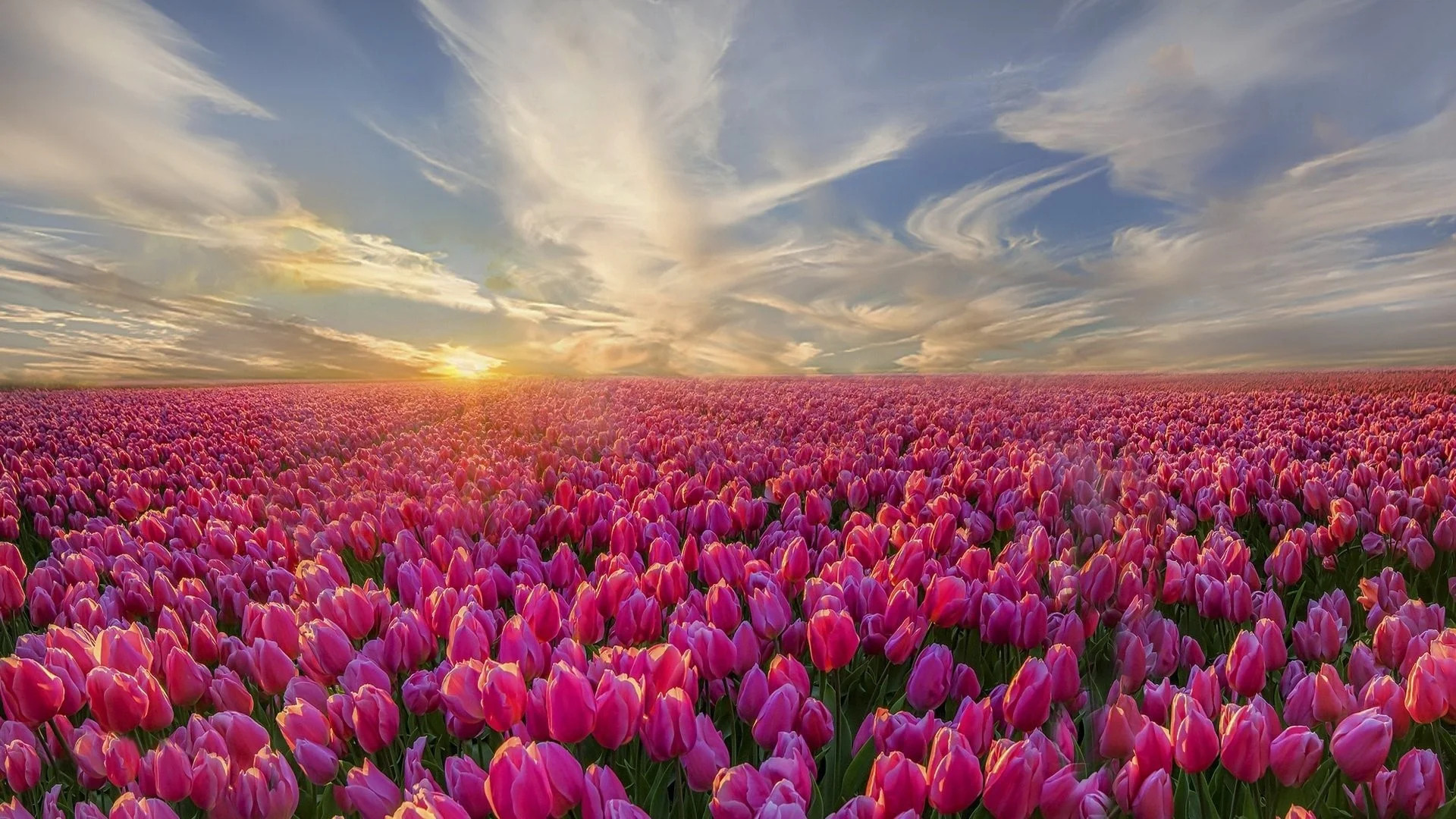 Cánh đồng tulip hồng rộng lớn dưới bầu trời nhiều mây