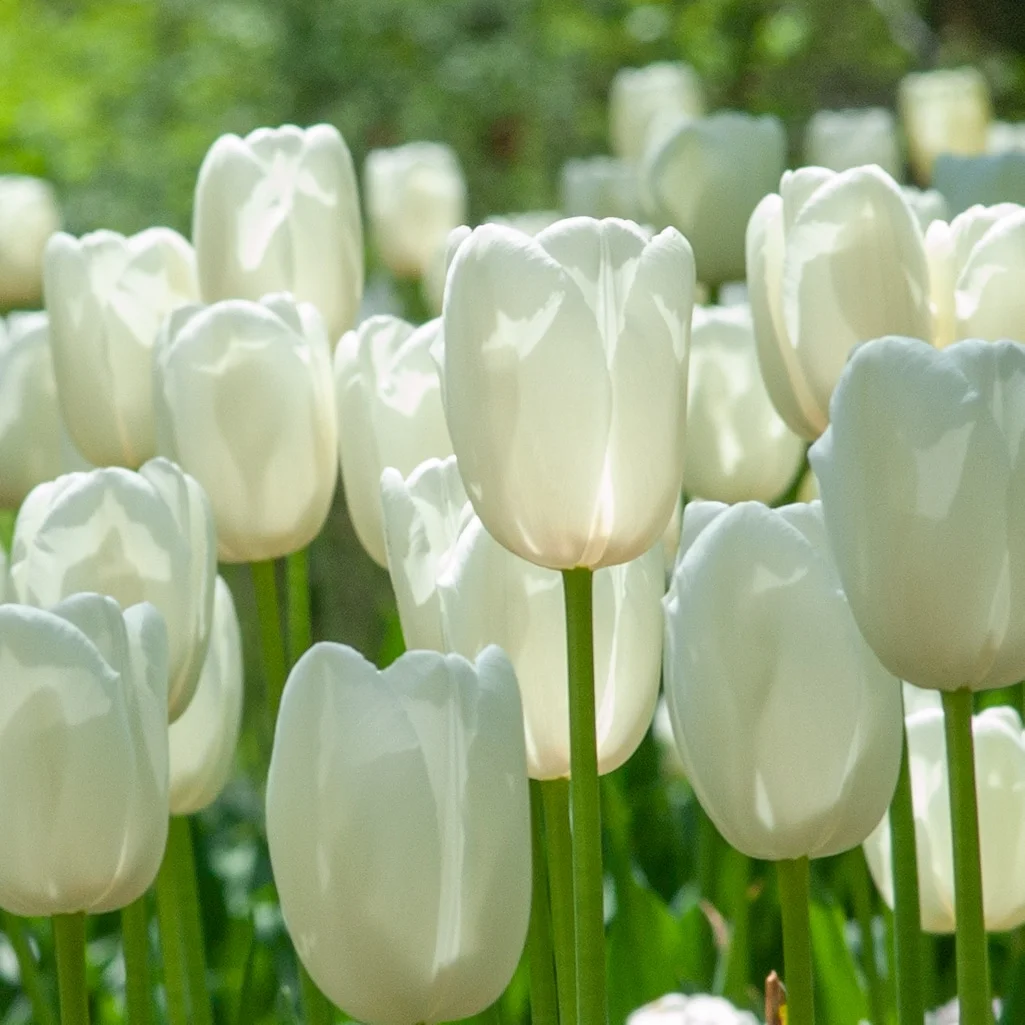 Cận cảnh cụm hoa tulip trắng giữa khu vườn xanh