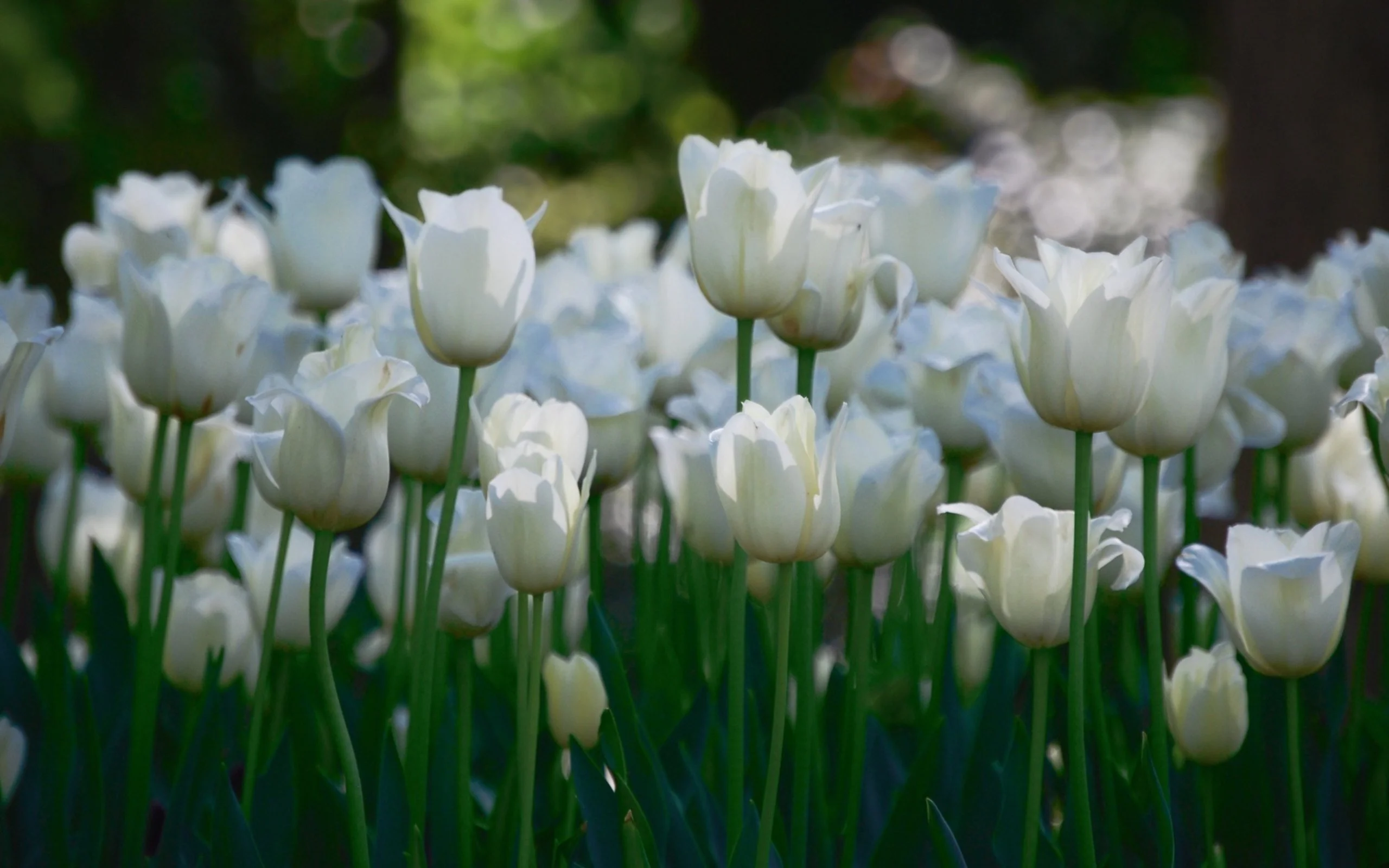Vườn hoa tulip trắng nở rộ giữa khung cảnh xanh mát