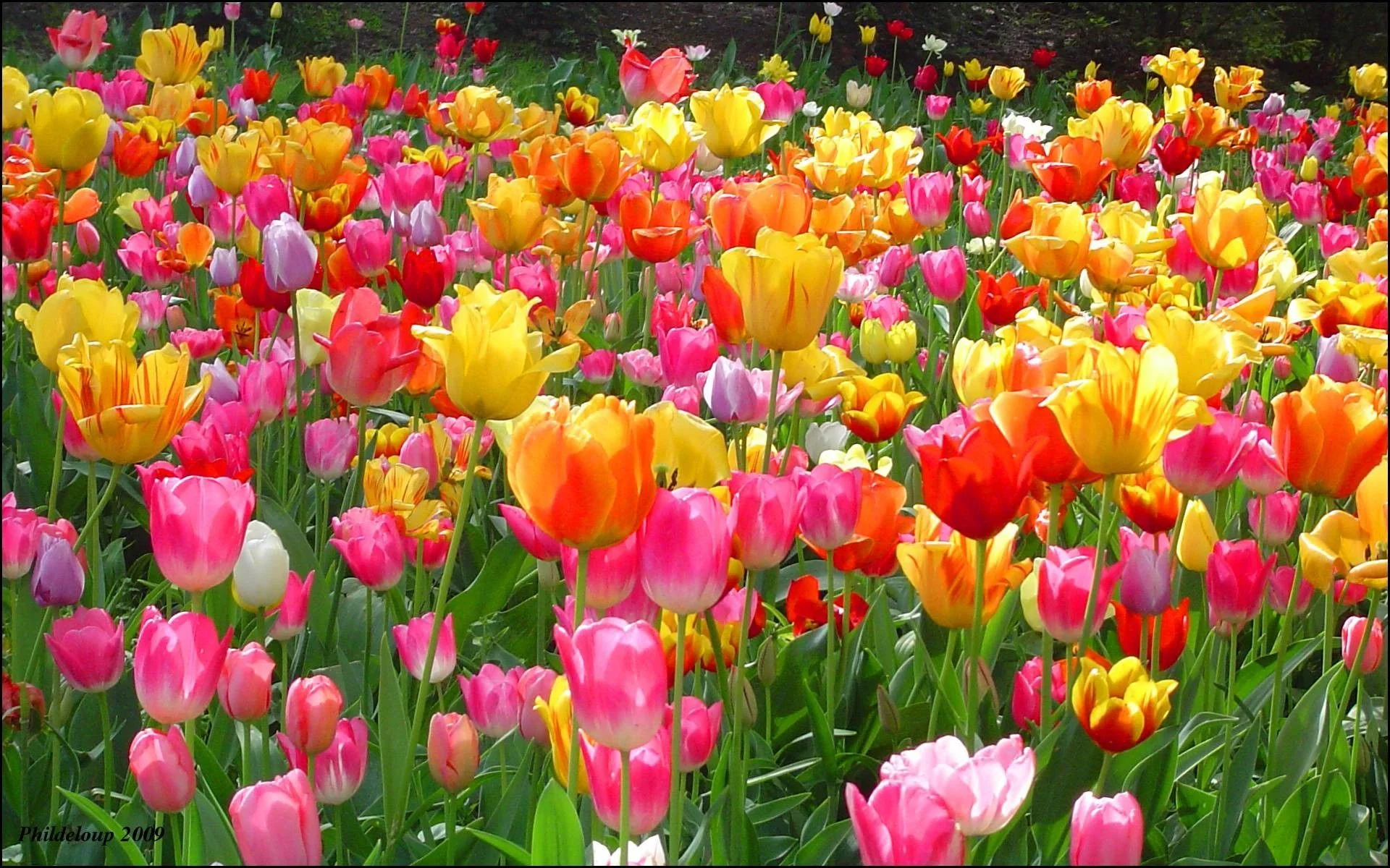 Cánh đồng hoa tulip nhiều màu sắc rực rỡ
