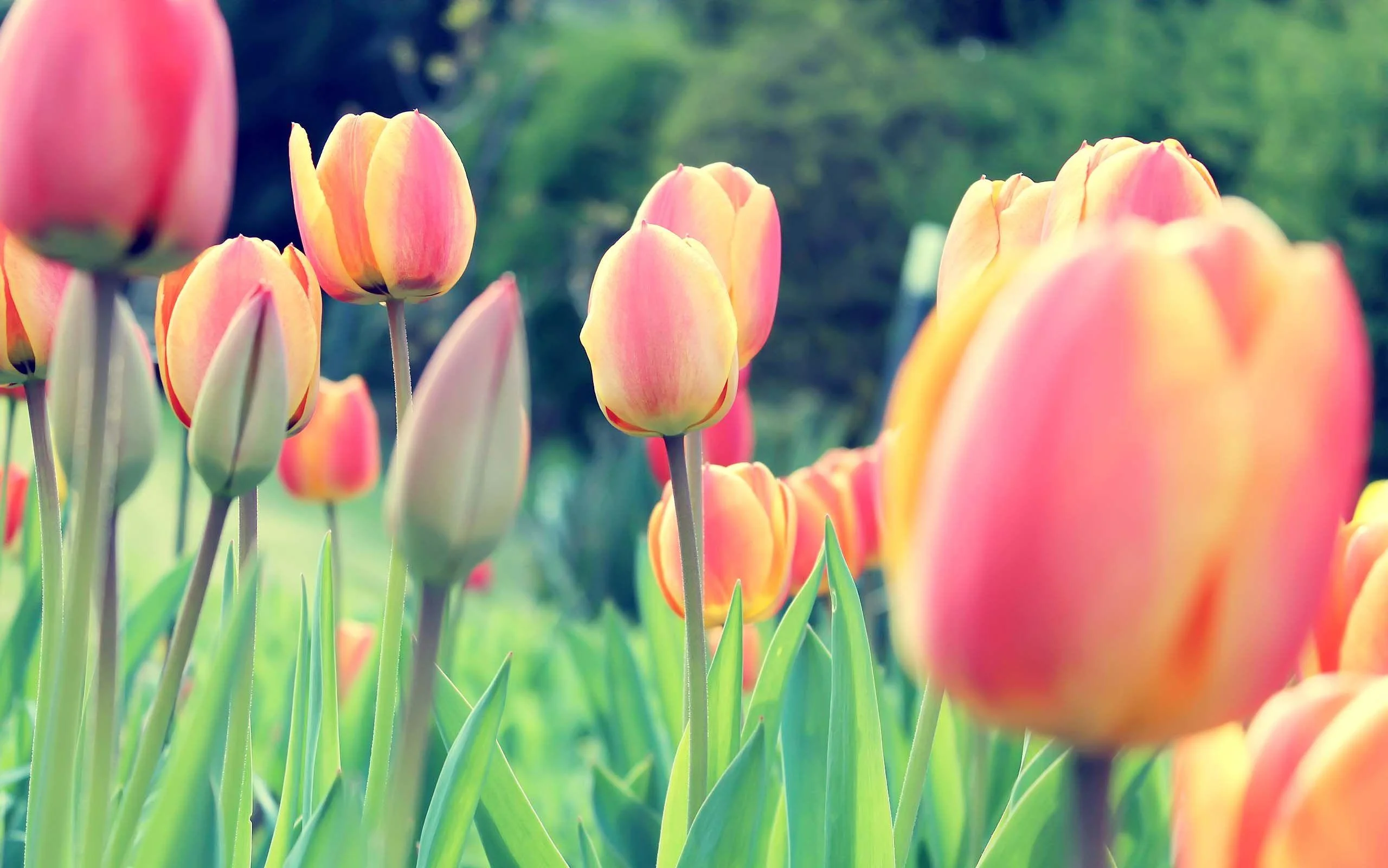 Những bông hoa tulip nhiều màu trong khu vườn