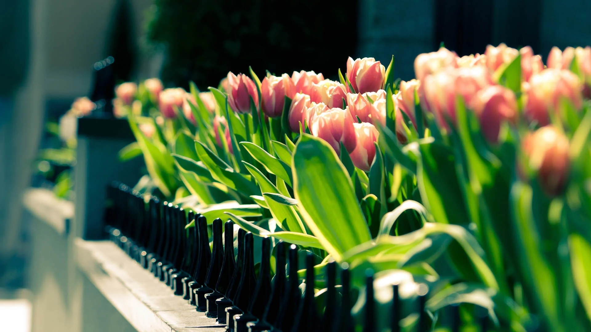 Hàng chậu hoa tulip nhiều màu được trồng trong vườn