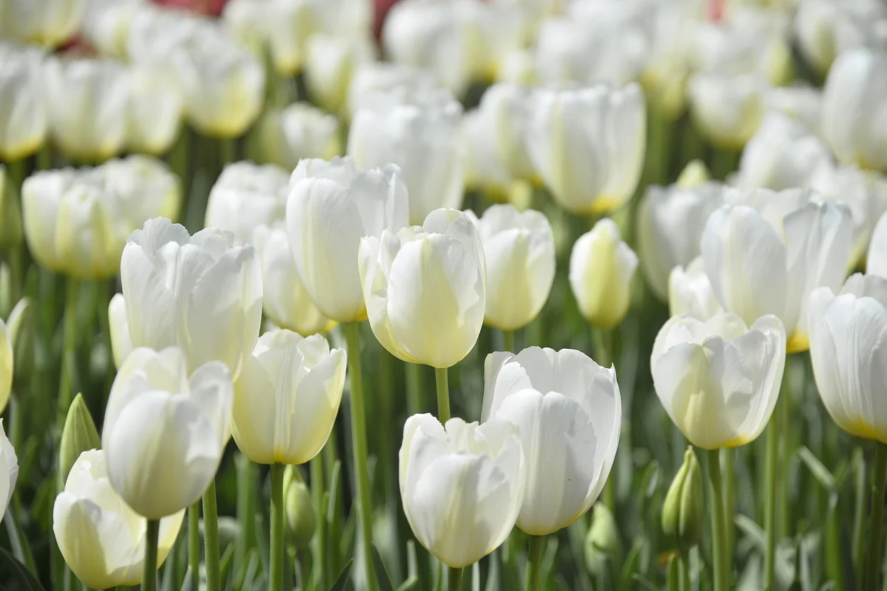 Cánh đồng hoa tulip trắng nở đồng loạt