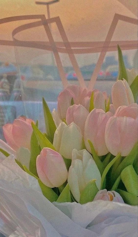 Bó hoa tulip hồng và trắng đặt trong giấy gói sáng màu
