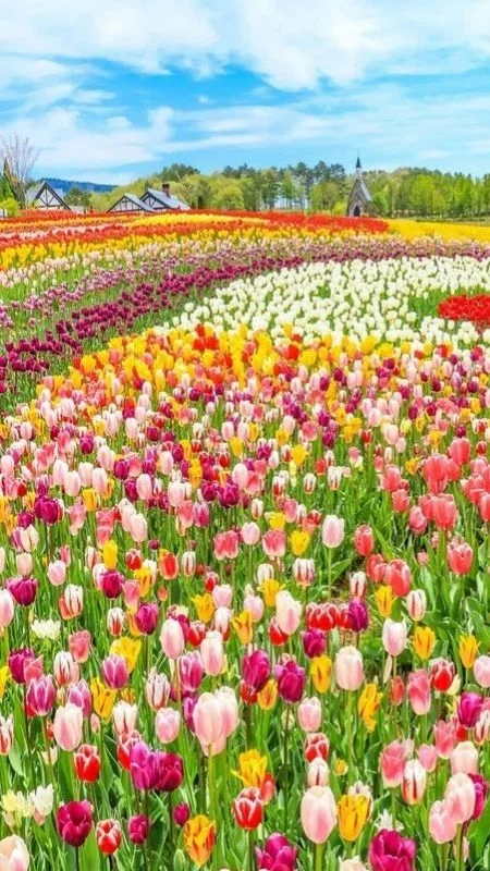 Cánh đồng tulip nhiều màu sắc trải rộng dưới bầu trời xanh