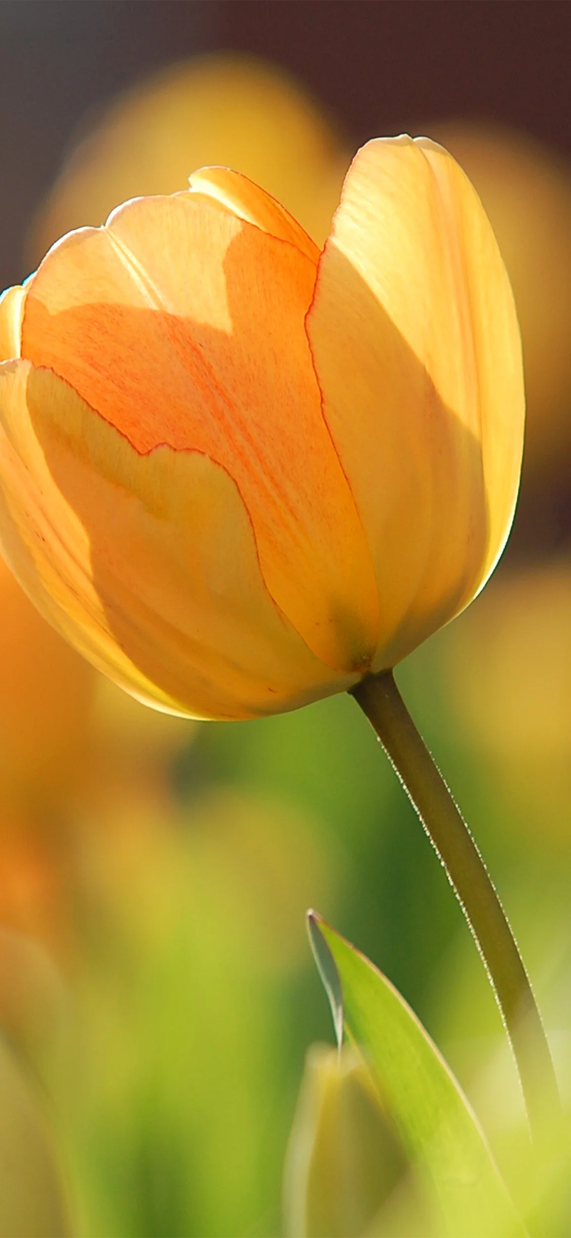 Bông tulip vàng cam nở cận cảnh giữa nền xanh mờ