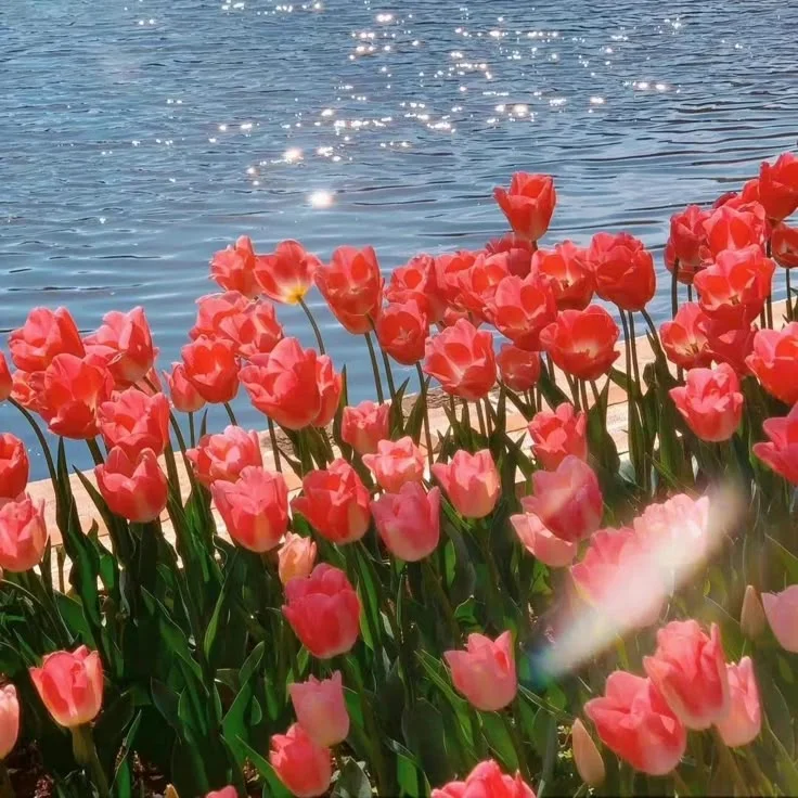 Cánh đồng hoa tulip đỏ bên mặt hồ lấp lánh