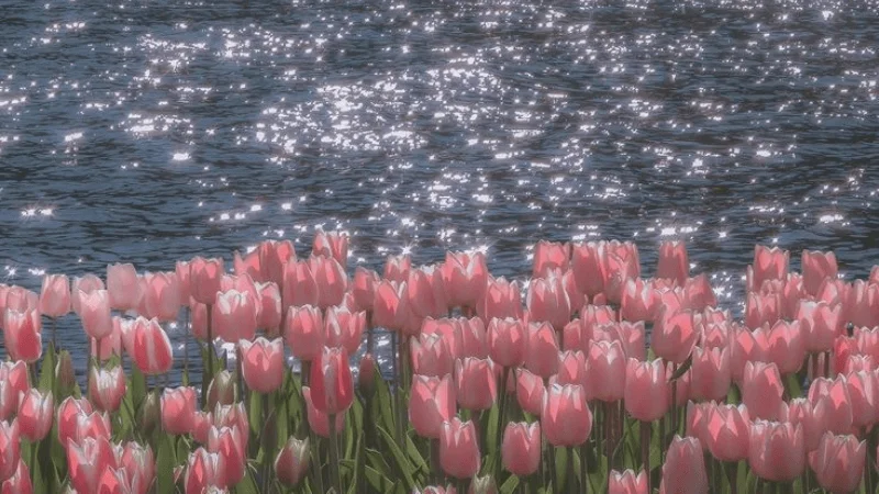 2000+ Hình nền hoa Tulip đẹp nhất Full HD cho điện thoại, máy tính