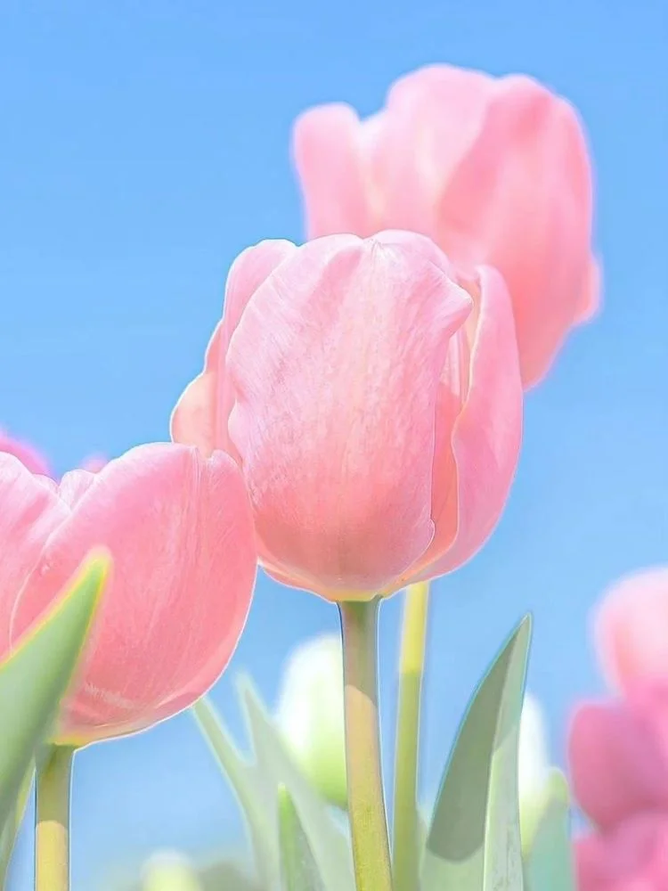 Những bông tulip hồng mềm mại trên nền trời xanh