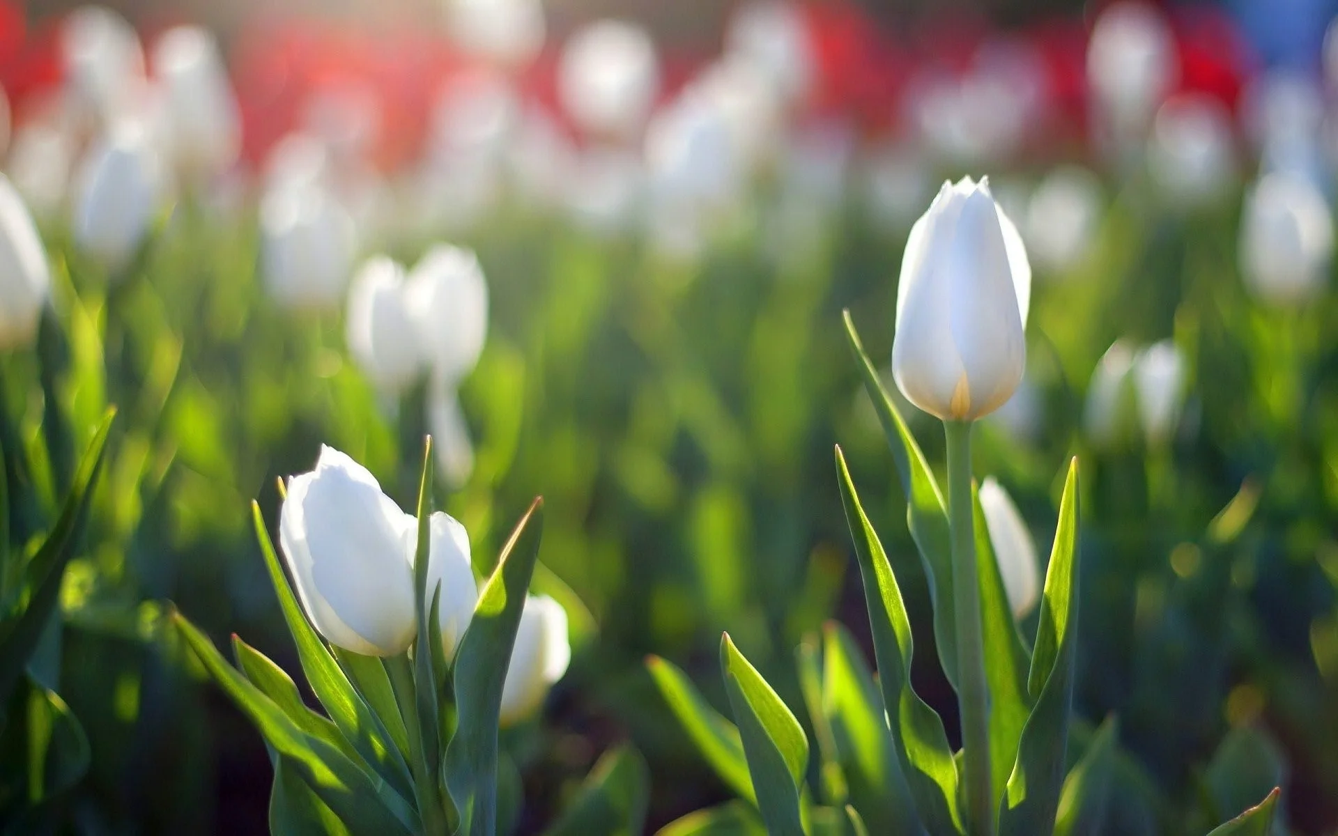 Những bông tulip trắng giữa thảm cỏ xanh