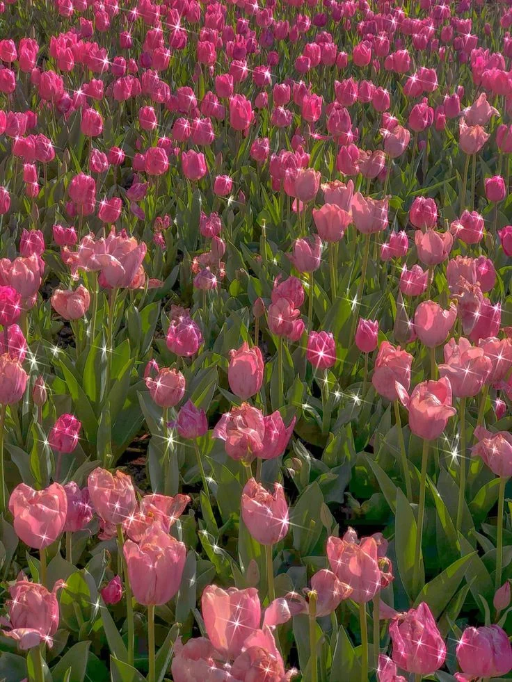 Cánh đồng hoa tulip hồng nở rộ