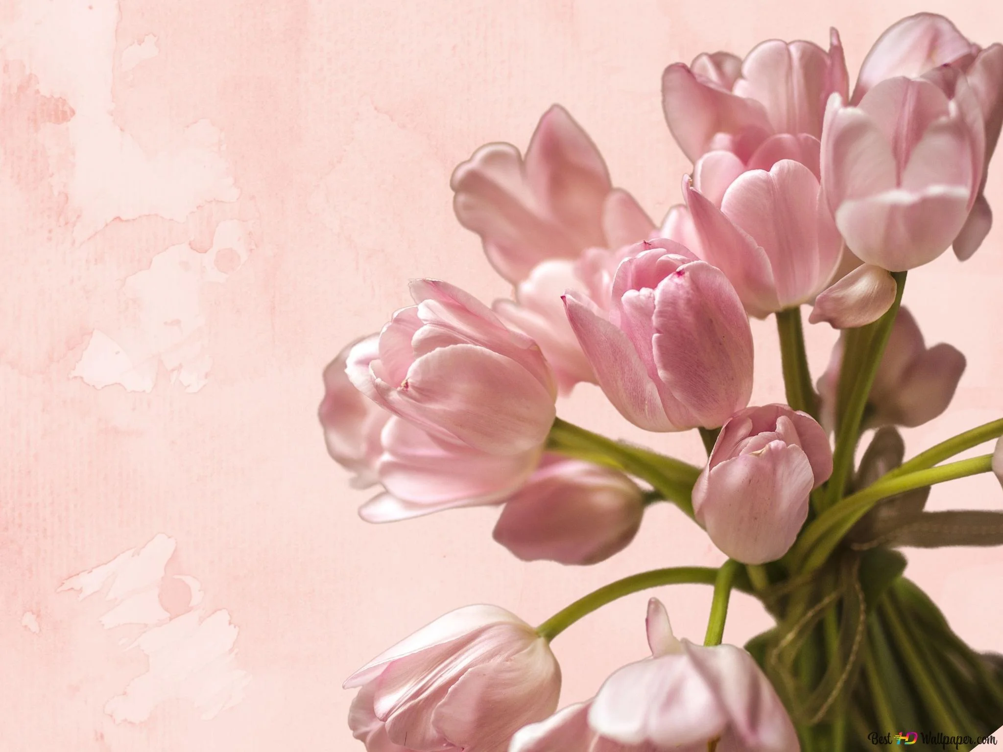 Bó hoa tulip hồng pastel trên nền hồng mềm mại