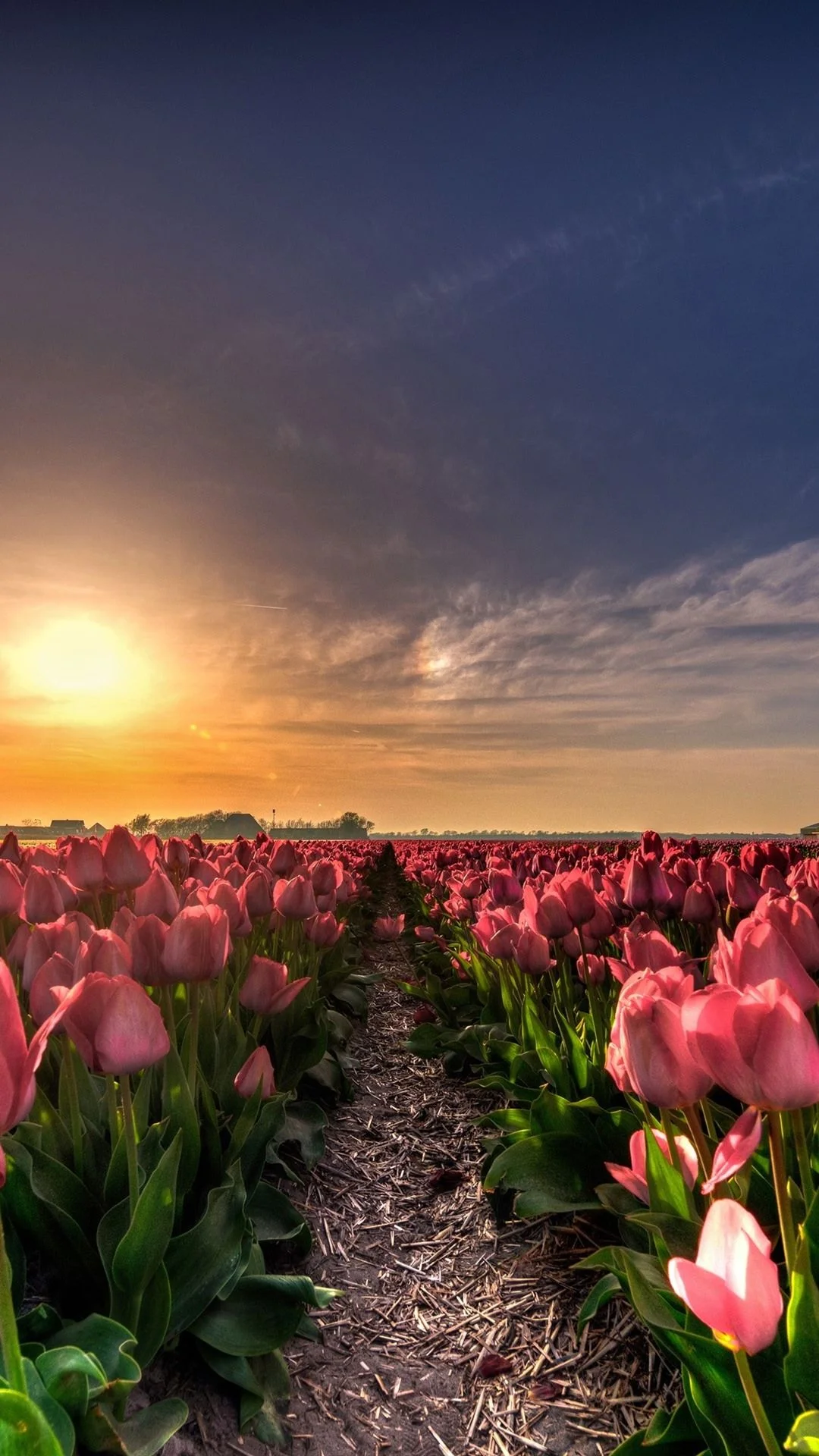 Cánh đồng hoa tulip hồng dưới ánh hoàng hôn