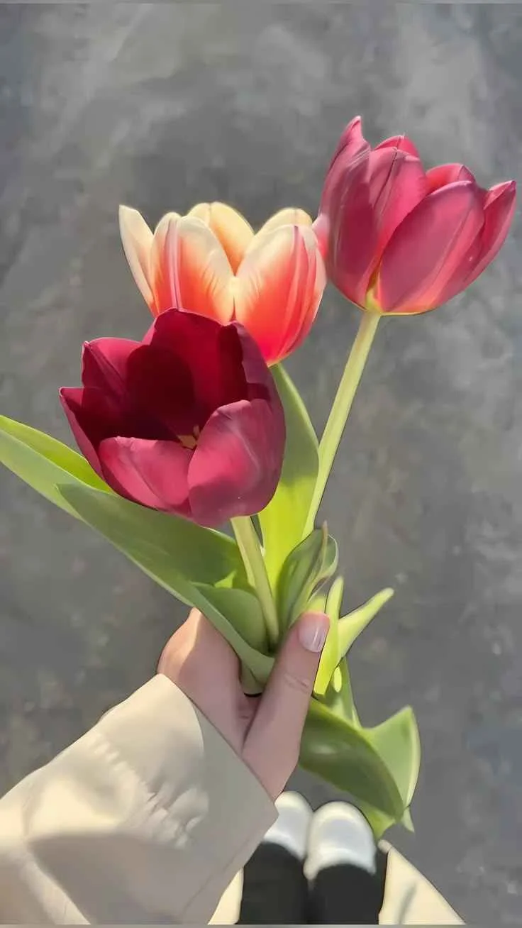 599+ Hoa Tulip Đẹp Rực Rỡ Mang Sắc Màu Tinh Tế - Thưởng Thức Âm Nhạc Hello - Trung Tâm Hello