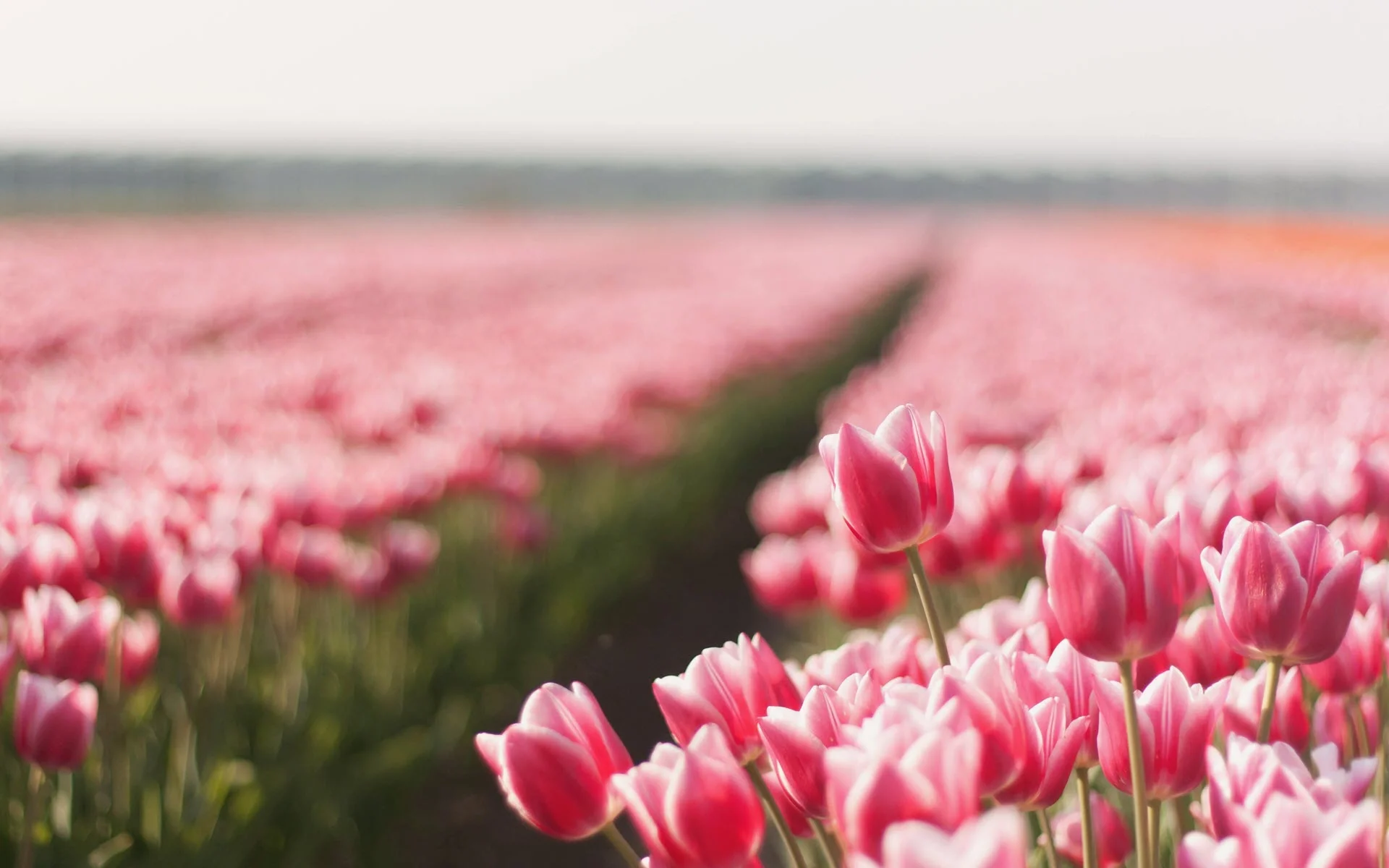 Cánh đồng hoa tulip hồng trải dài theo luống