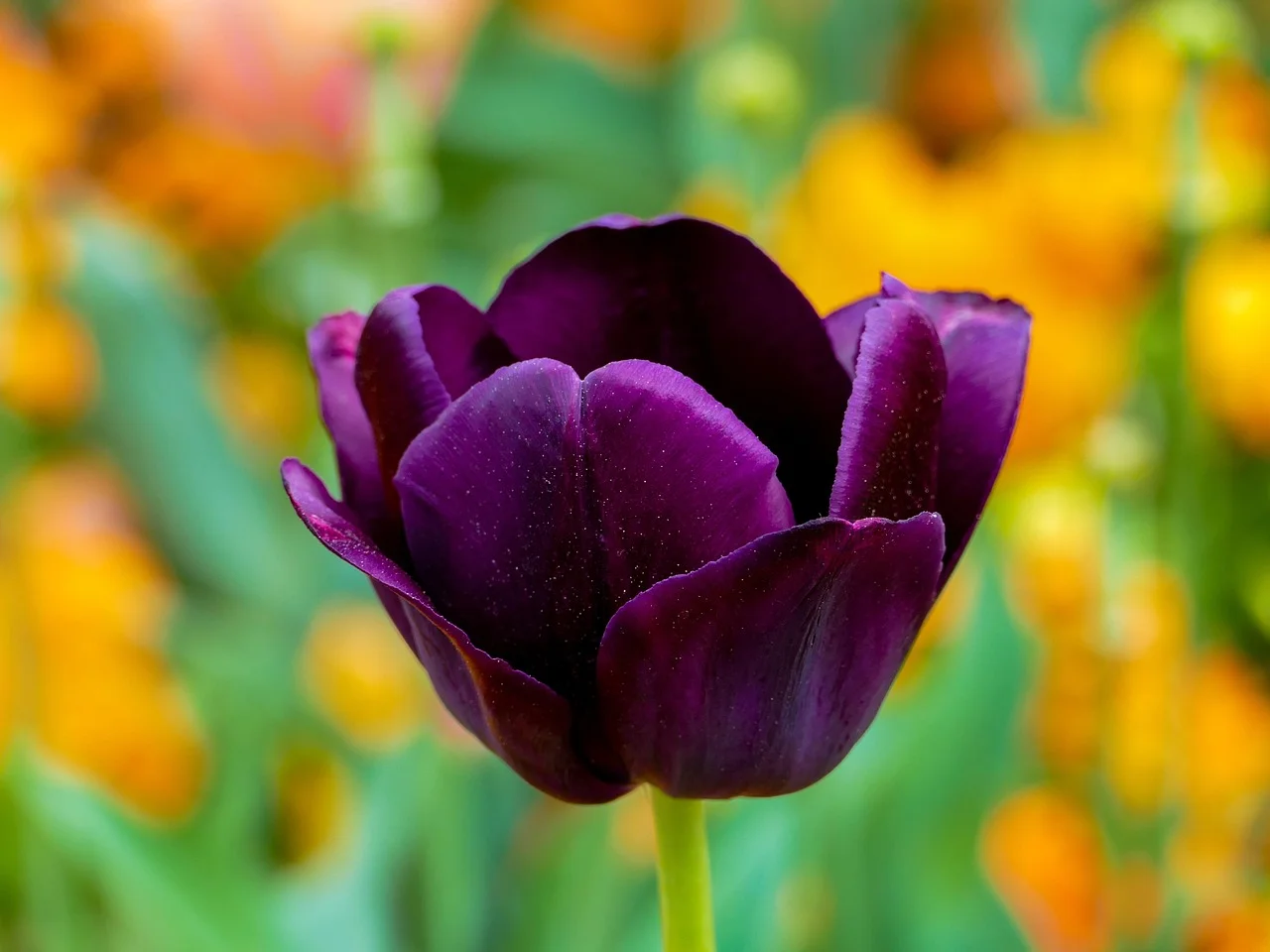 Hoa tulip tím đậm nở rộ giữa khu vườn nhiều màu sắc