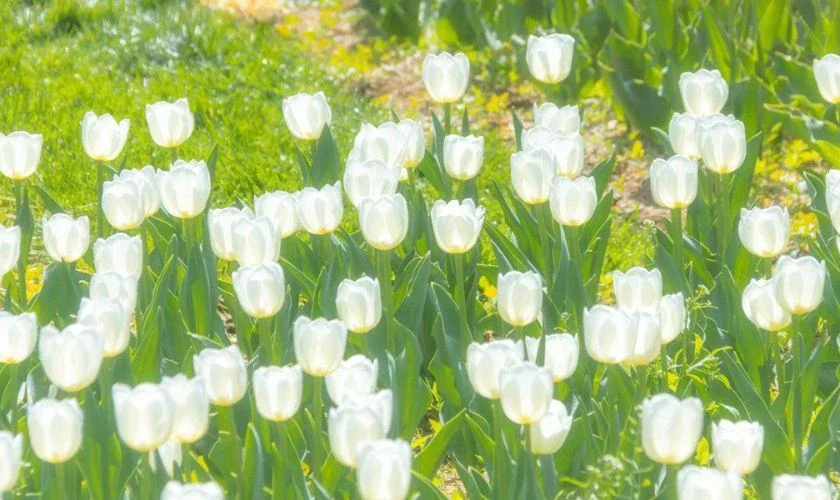 Cánh đồng hoa tulip trắng nở dày dưới ánh sáng trong trẻo