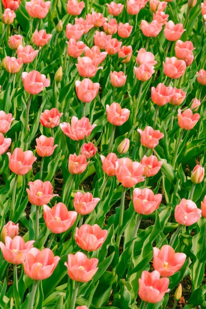 Cánh đồng hoa tulip hồng và cam nở rộ với tán lá xanh