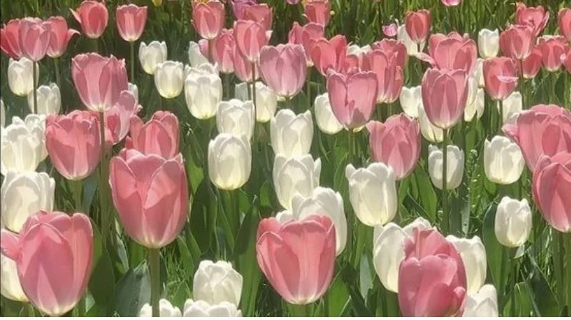 Vườn hoa tulip với những bông hồng và trắng nở dày đặc