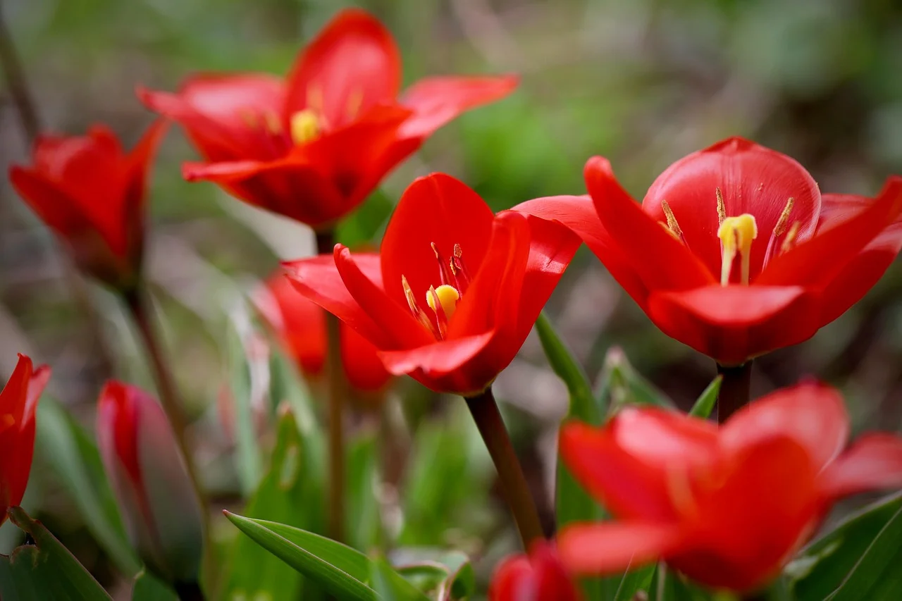 Cụm hoa tulip đỏ tươi nở rộ giữa những tán lá xanh