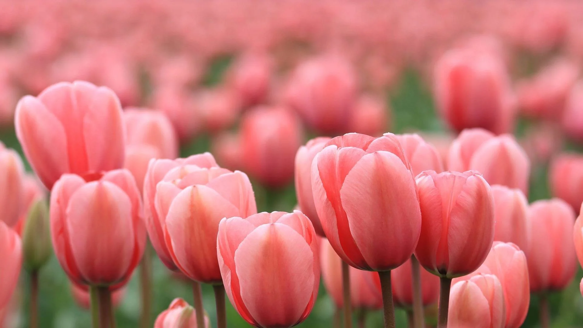 Những bông hoa tulip hồng phấn nổi bật với hậu cảnh mờ