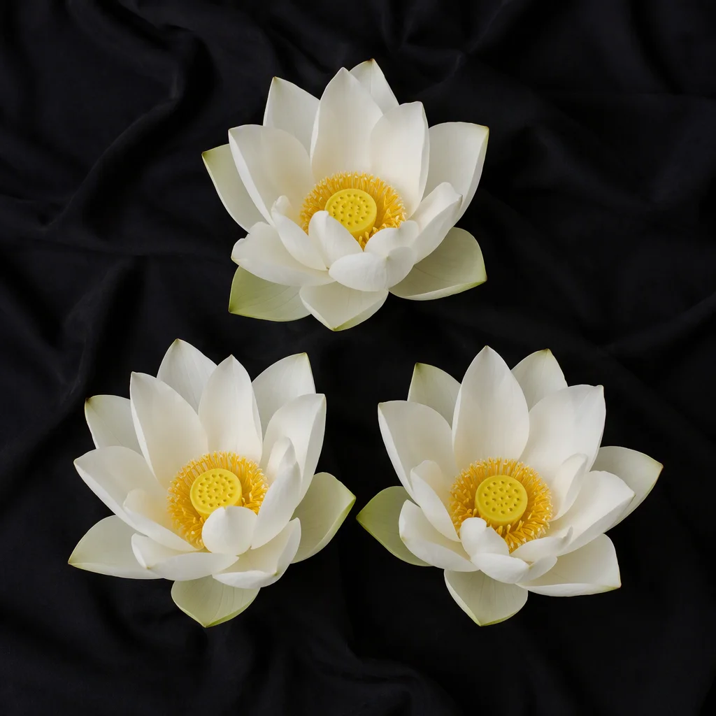 Hình 44 trong bộ sưu tập hình ảnh hoa sen trắng đám tang