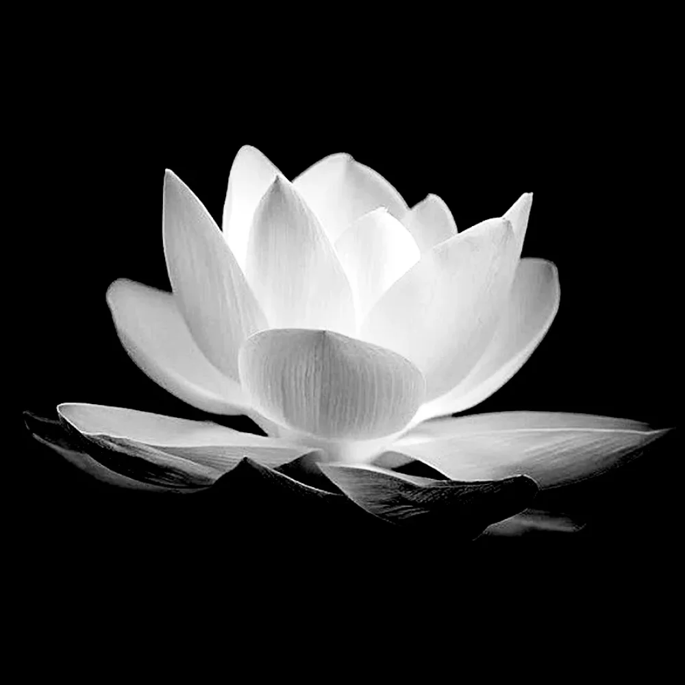 Hình ảnh hoa sen trắng đám tang 1