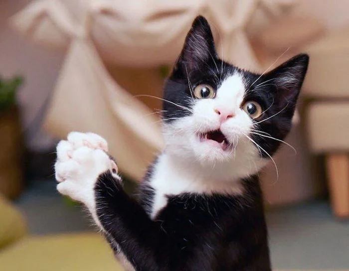 Meme khó hiểu hình chú mèo đen trắng đang giơ tay lên