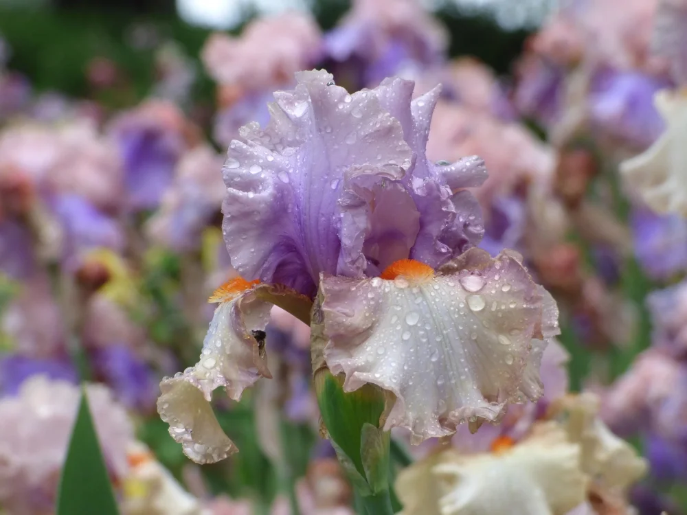 Hình ảnh hoa iris thể hiện nét đẹp châu Âu cổ điển