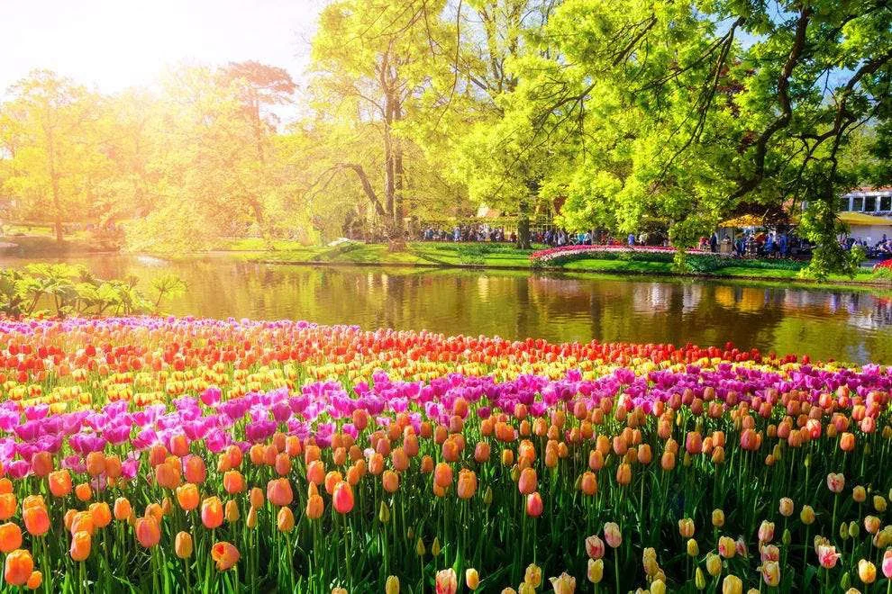 Ngất ngây, 10 cánh đồng hoa đẹp nhất thế giới