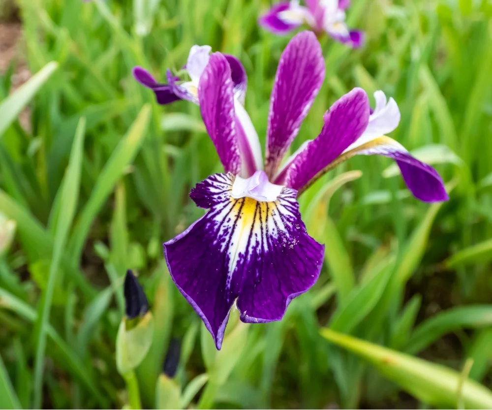 Hoa iris nổi bật với sắc màu sang trọng tinh tế