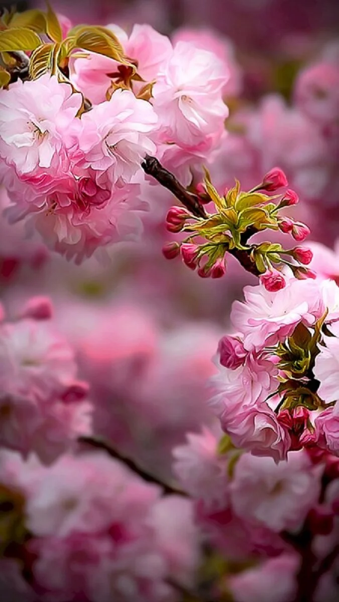 Hình nền vườn hoa lộng lẫy