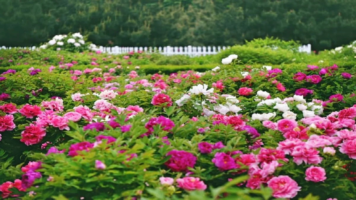 Hình nền vườn hoa cực kỳ cuốn hút