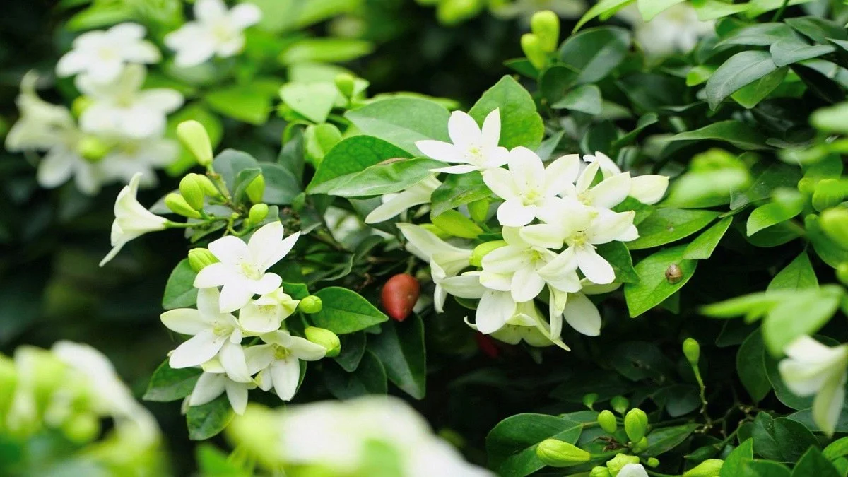 Hình nền vườn hoa tự nhiên và tươi sáng