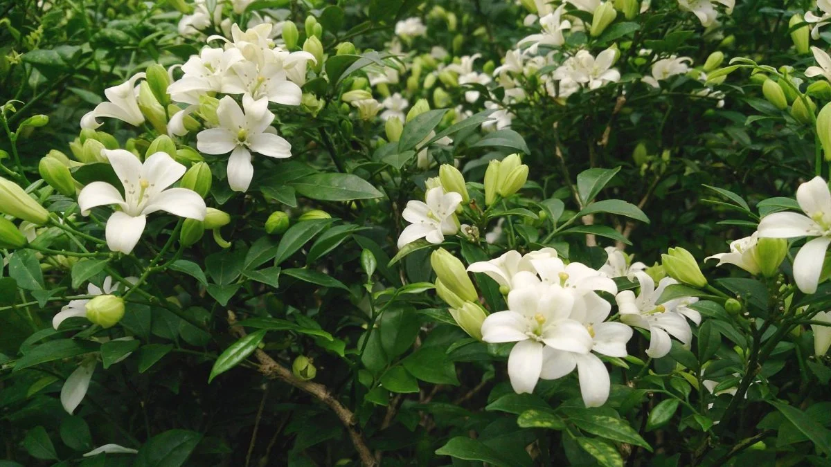 Hình nền vườn hoa bình yên