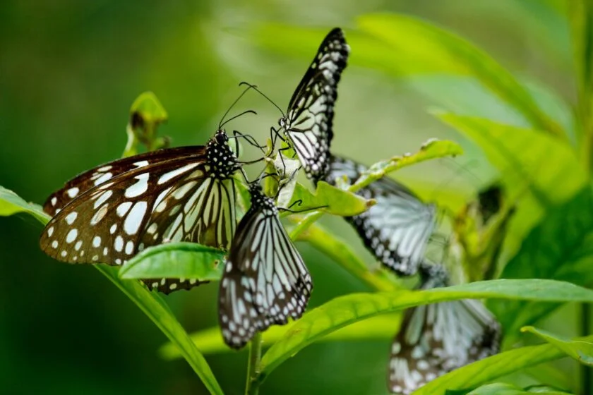 hình ảnh con bướm đẹp đậu thành đàn