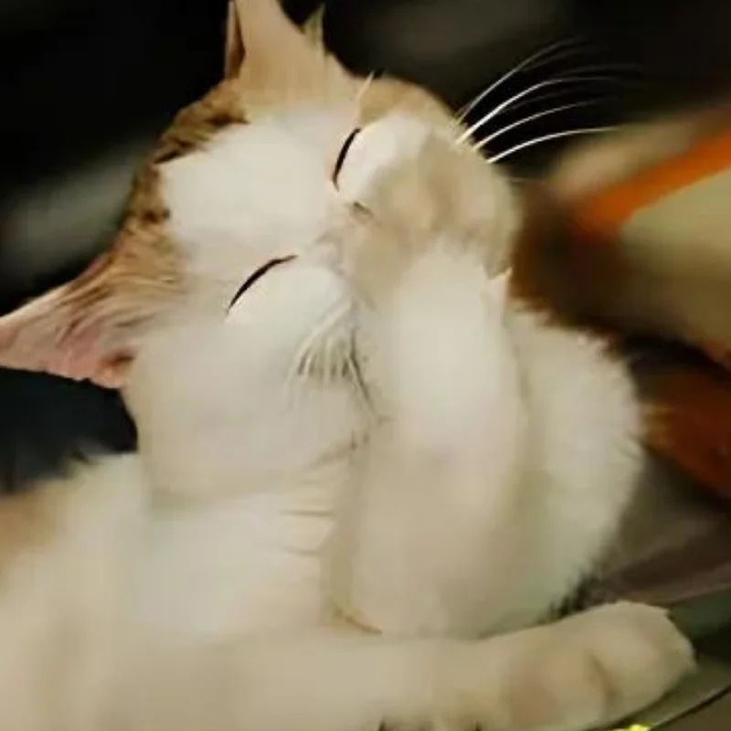 Meme mèo cười đểu, nhếch mép đầy mỉa mai, cực hợp để cà khịa nhẹ trong các cuộc trò chuyện (3)