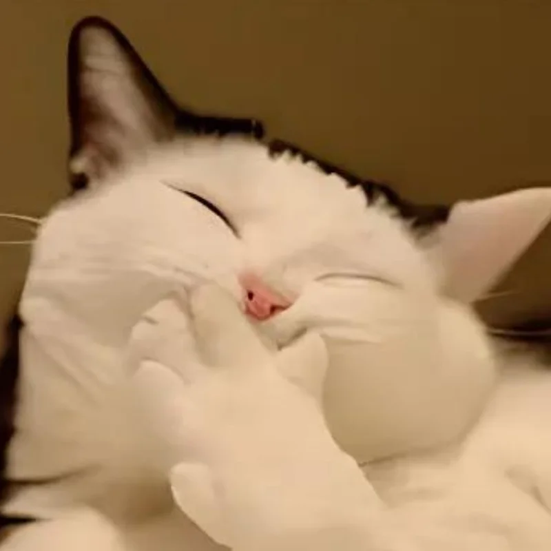 Meme mèo cười đểu, nhếch mép đầy mỉa mai, cực hợp để cà khịa nhẹ trong các cuộc trò chuyện (2)