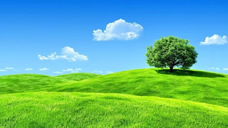 199+ Hình nền xanh lá cây độc đáo, ấn tượng nhất năm 2025