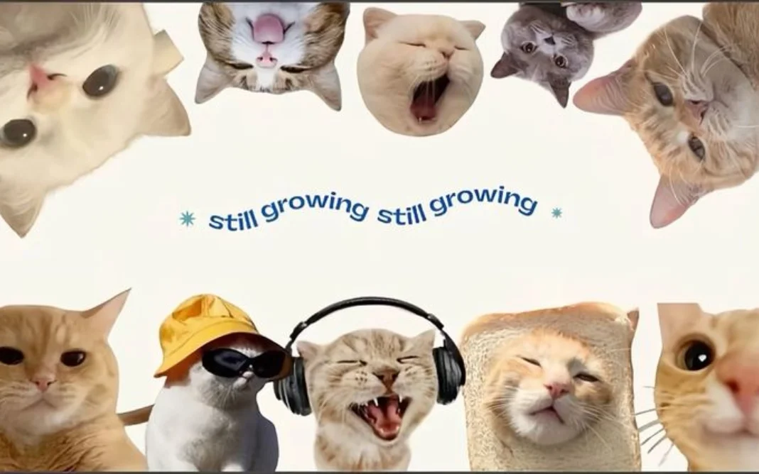 hình nền máy tính cute với những chú mèo biểu cảm hài hước