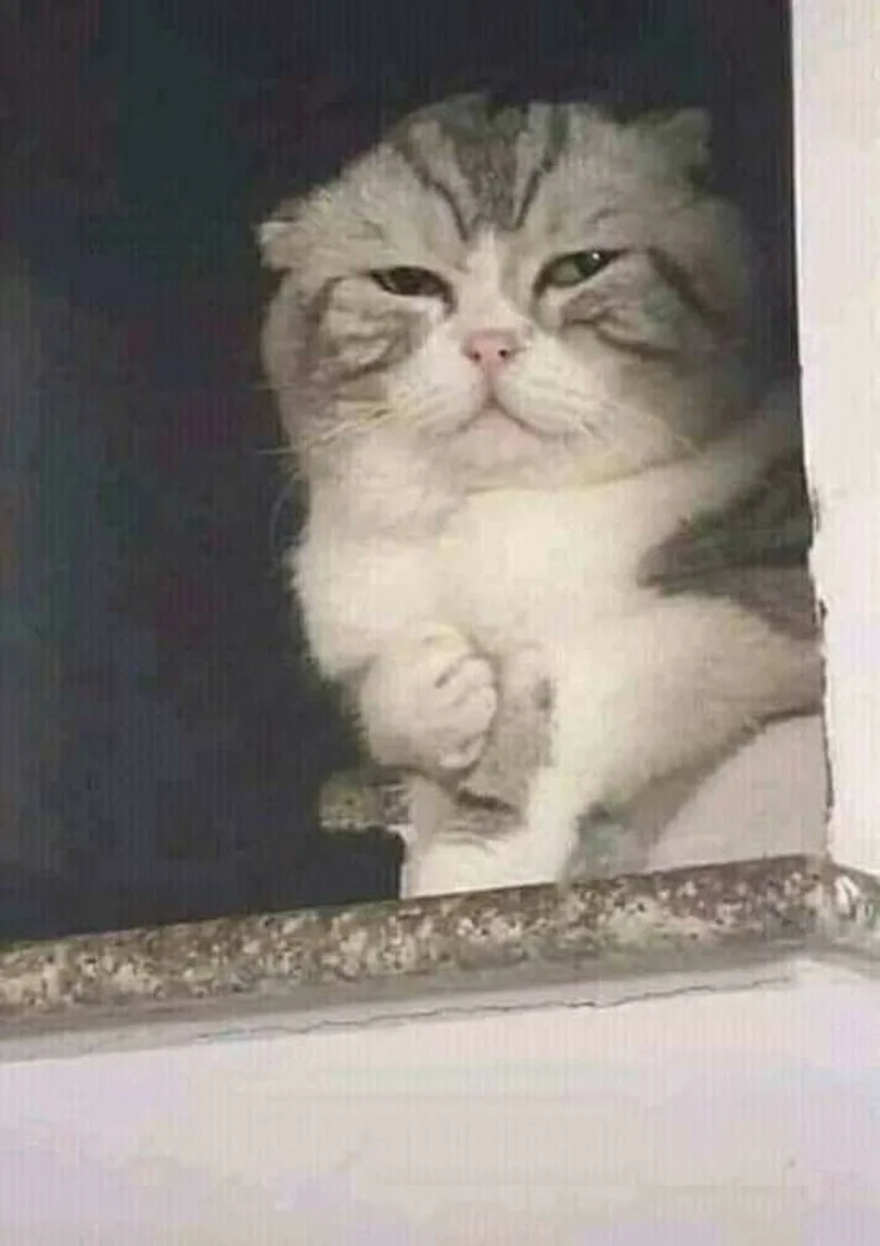 Ảnh mèo meme với biểu cảm hài hước và nghiêm nghị